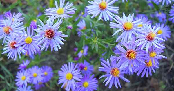 Cara tumbuh dan merawat aster langit biru langit