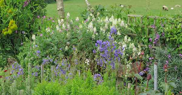 Comment semer les graines en hiver pour les fleurs sucrées du printemps