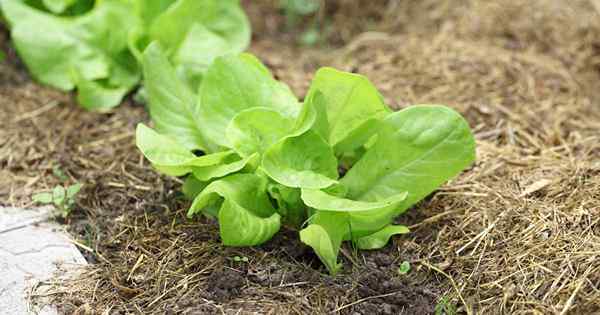 Plante suas saladas verdes precoces para cultivar alface e microgreens