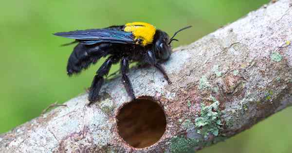 So verhindern Sie, dass Carpenter -Bienen Ihr Zuhause angreifen