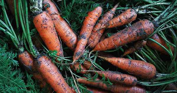 Cómo almacenar zanahorias en el suelo