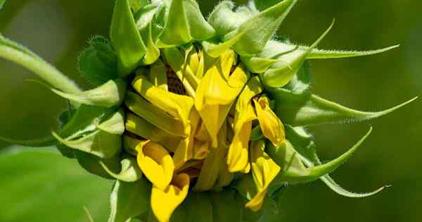 Wie man Sonnenblumen hilft, die nicht blühen werden