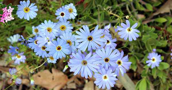 Prezent od Down Under Swan River Daisy