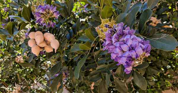 Cara Menumbuhkan Texas Mountain Laurel