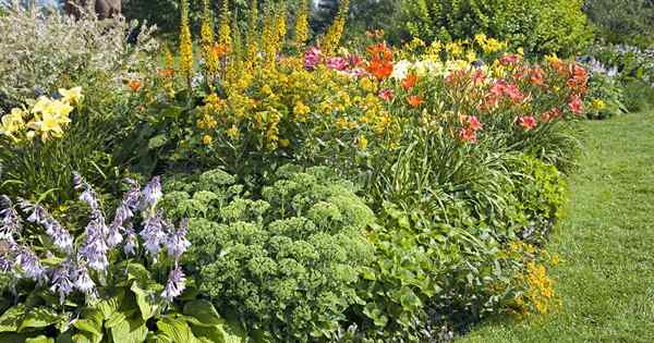 19 de las mejores plantas perennes para el color de finales de verano