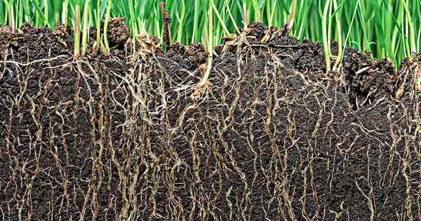 Manfaat menggunakan inokulan tanah dan mikroba di kebun