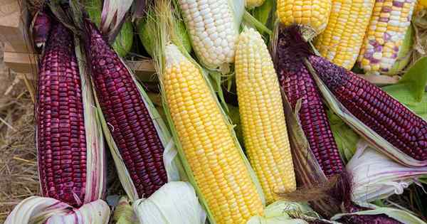 11 des meilleures variétés de maïs sucré à pousser à la maison