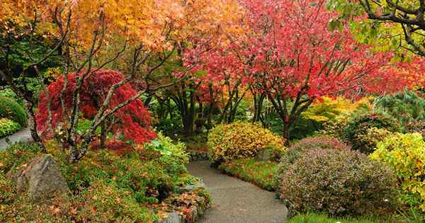 15 des meilleurs arbustes boisés pour la couleur d'automne