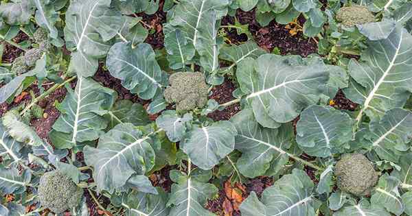 10 meilleures variétés de brocoli pour votre jardin (plus 3 délicieuses options de bonus!)