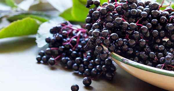 Récolte et préservation du sureau un fruit pour la nourriture et la médecine