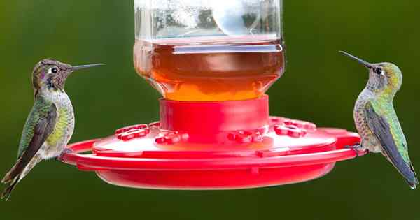 Ziehen Sie mit diesen fantastischen Feeder die Menge von Kolibris in Ihren Garten an!