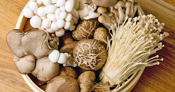 11 des kits de croissance des champignons supérieurs pour les jardiniers à domicile