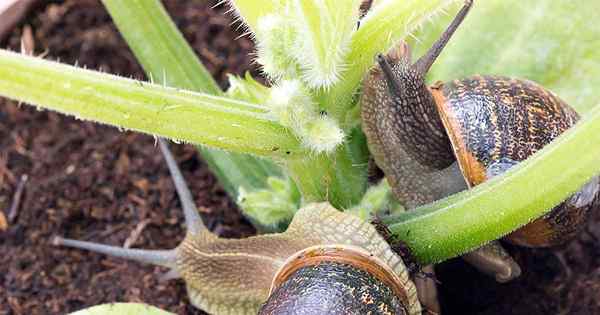 Kaedah semulajadi terbaik untuk melindungi taman anda dari slug dan siput