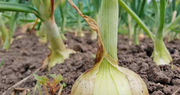 15 z najlepszych odmian cebulowych do wzrostu w domu