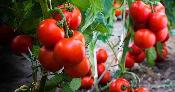 Wann ist die beste Zeit zum Pflanzen von Tomaten??