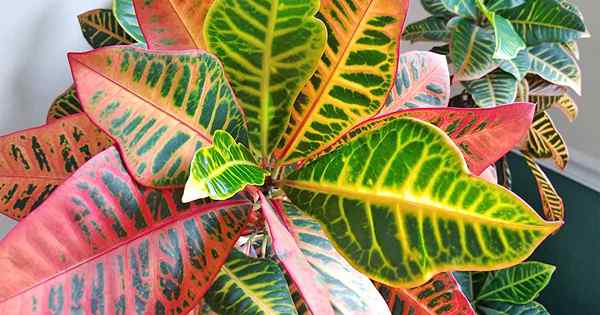 Najlepsze wskazówki dotyczące uprawy efektownego ogrodowego Croton w pomieszczeniu
