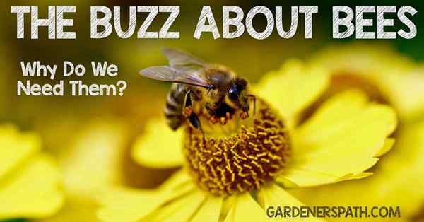 Le buzz sur les abeilles pourquoi en avons-nous besoin?