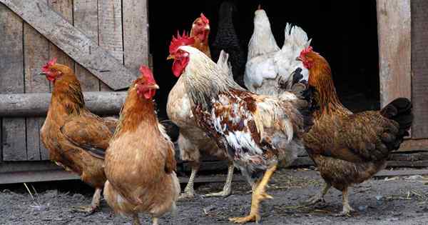 Risez votre chemin à travers le poulet avec «Le Guide de Chicken Chick's Guide to Backyard Chickens»