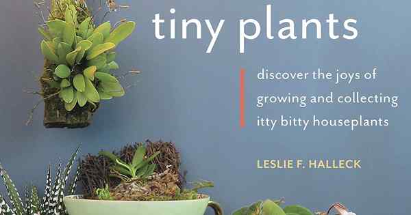 Uma revisão de pequenas plantas descobre as alegrias de cultivar e coletar plantas domésticas de Itty Bitty