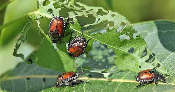 Bitwa z japońskimi poradami chrząszczy dotyczących zakazania ich z ogrodu