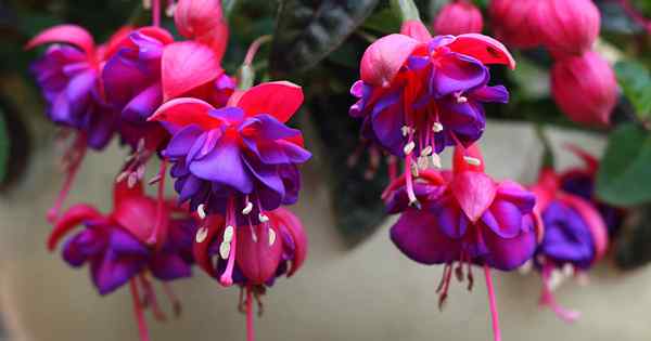 Wie man Fuchsia als Hauspflanze annimmt