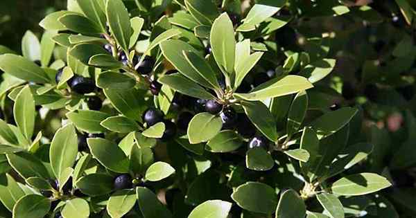 Tips yang harus dimiliki untuk menanam inkberry holly