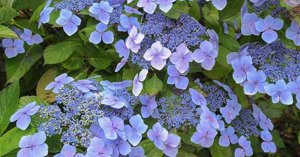 Tips untuk menanam hydrangea lacecap