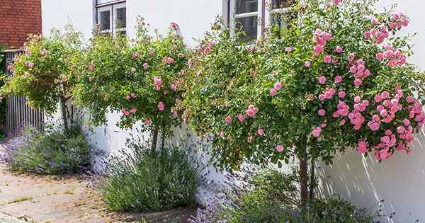 Conseils pour cultiver des roses d'arbres fabuleuses