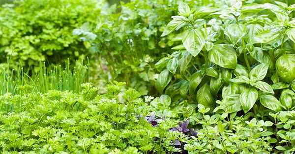 Petua untuk tumbuh taman herba yang boleh dimakan yang banyak