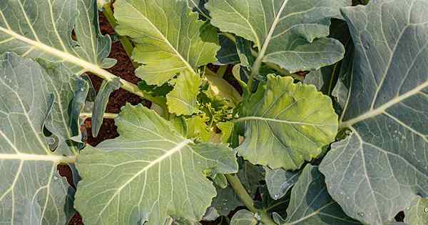 Comer puntas de greens kohlrabi para cosechar y cocinar las hojas