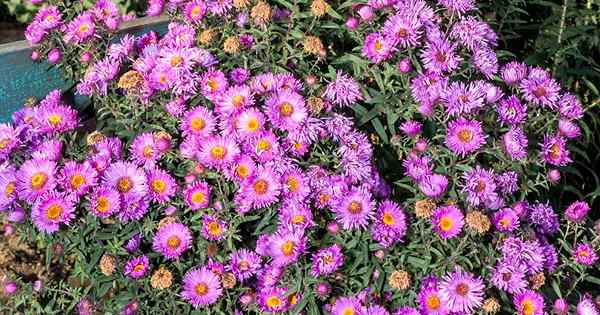 21 petua untuk menguruskan aster saka di taman