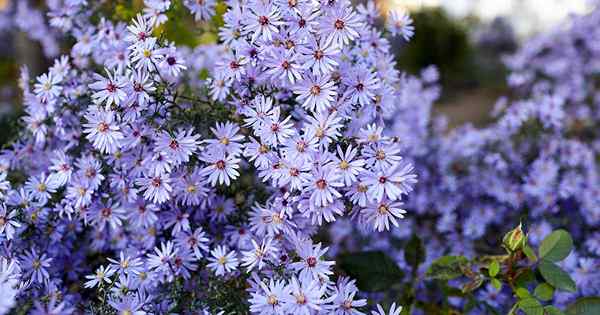 7 conseils pour élagage des asters pérennes