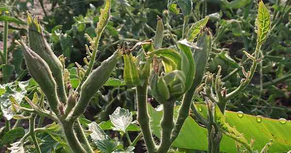 Tomate Big Bud Disease Sintomas e opções de prevenção