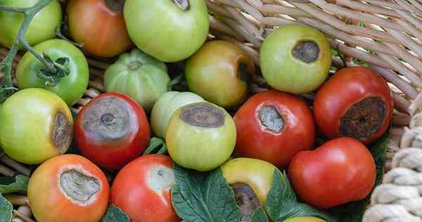 Podridão da extremidade do florescer o que fazer se seus tomates apodrecem no fundo