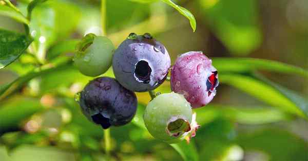 10 jenis blueberry teratas untuk tumbuh untuk penuaian rumah