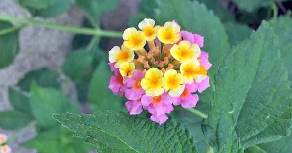 9 meilleures vivaces à fleurs à part entière pour les jardins du sud