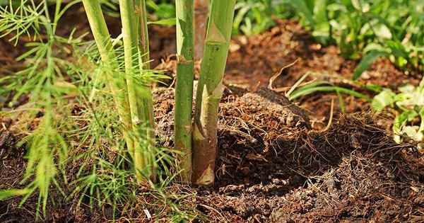 Cómo identificar y tratar la corona de los espárragos y la pudrición de la raíz