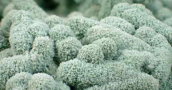Trichoderma verbessert das Pflanzenwachstum und tötet Pilzkrankheitserreger ab