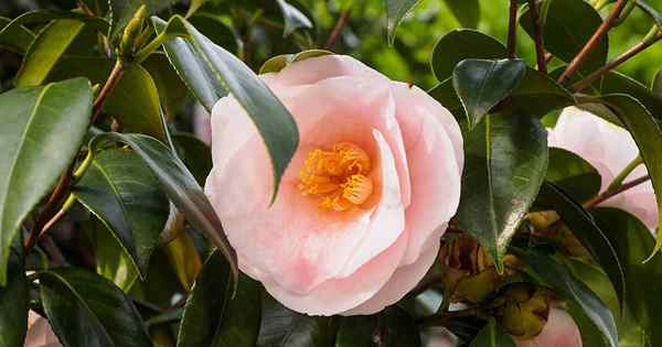 Petua Penyelesaian Masalah untuk Meningkatkan Camellias dalam Bekas
