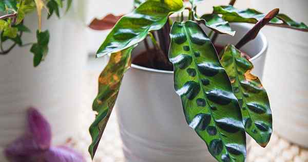 Solución de problemas de hojas marrones en plantas de oración
