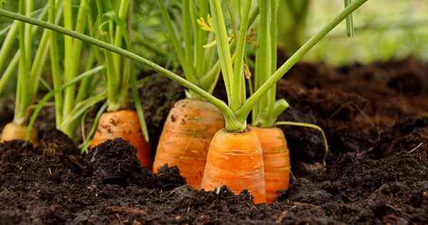 Dépannage et prévention des problèmes de croissance des carottes