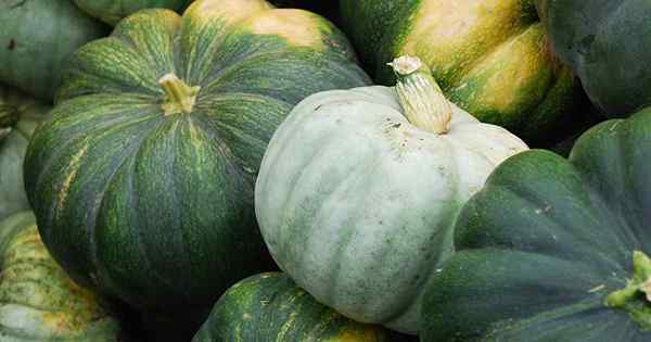 Comment tourner les citrouilles vertes orange après la mort des vignes