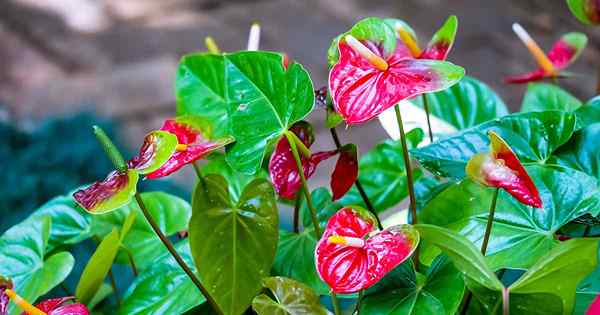 7 jenis anthurium untuk berkembang sebagai houseplants