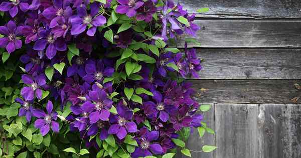 Types de Clematis et comment identifier vos vignes