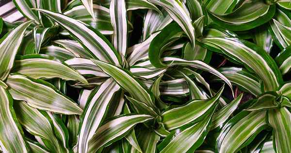 7 Jenis Dracaena terbaik untuk tumbuh di rumah