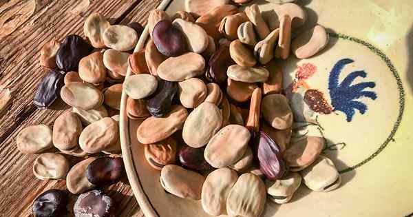 7 jenis kacang fava terbaik