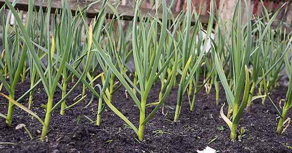 10 familias de ajo para conocer el jardín