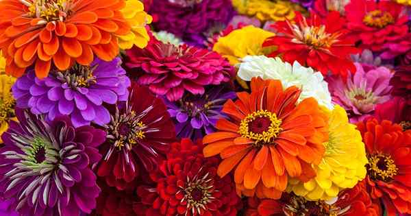 Quais são os diferentes tipos de flores da Zinnia?