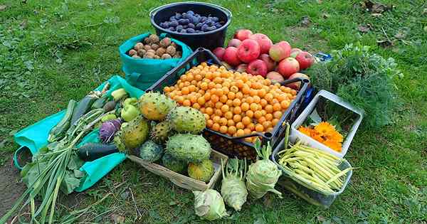 17 buah -buahan dan sayur -sayuran yang luar biasa untuk landskap belakang rumah anda