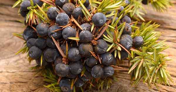 13 Juniper Berry digunakan di dapur dan seterusnya